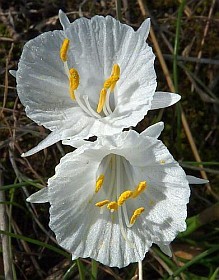 White Hoop Petticoat Daffodil  - Narcissus cantabricus 3 © John Muddeman